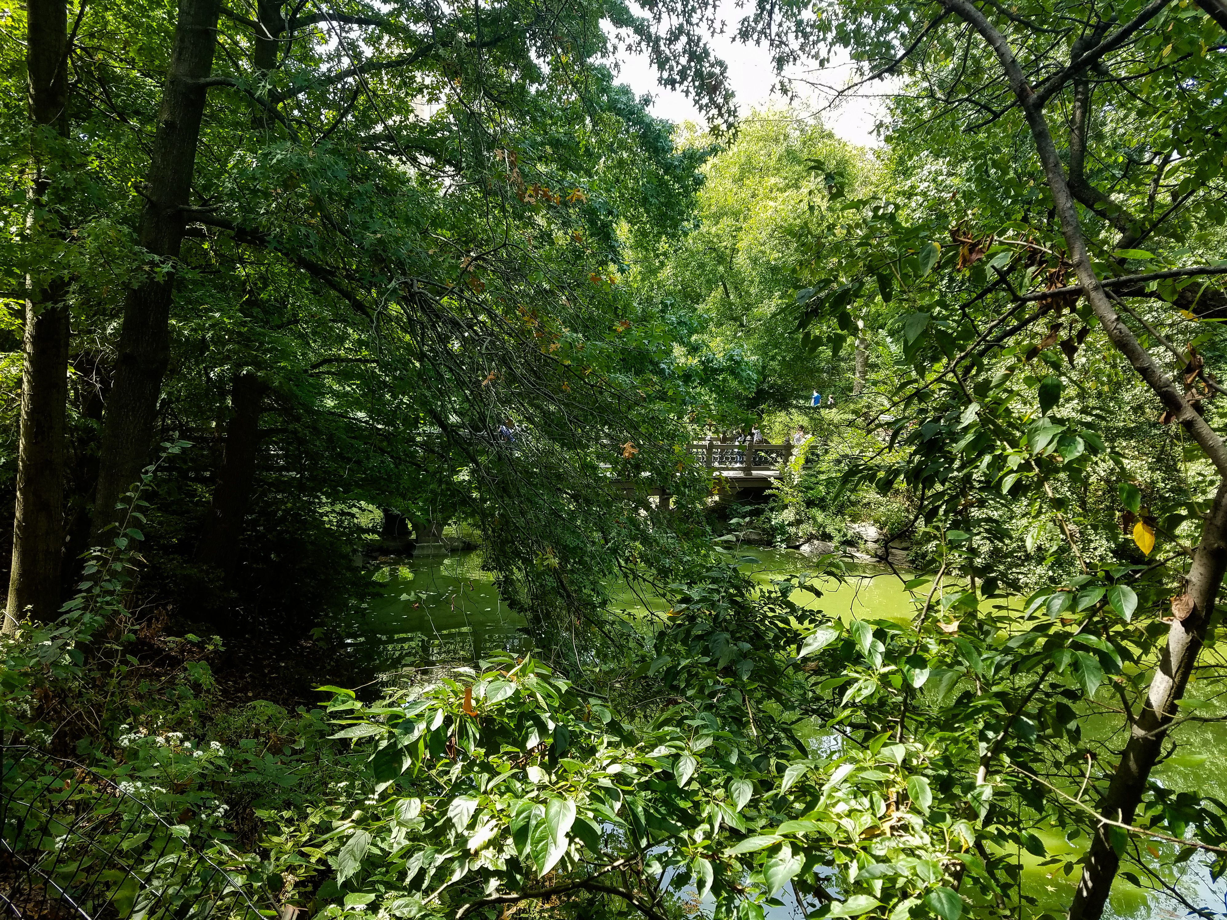 Central Park Private Walking Tour