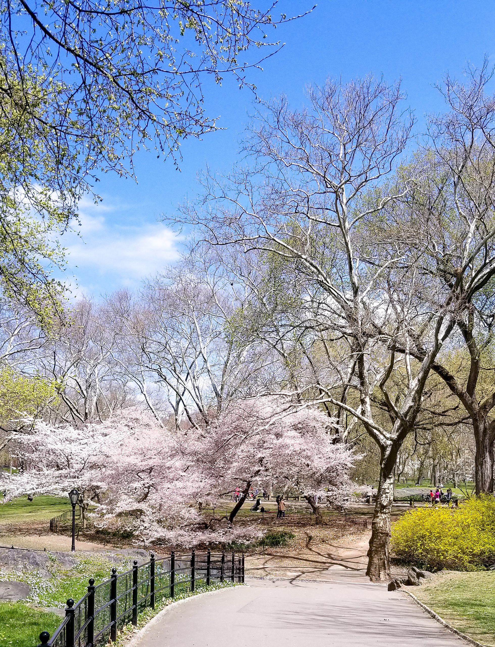 Central Park Private Walking Tour