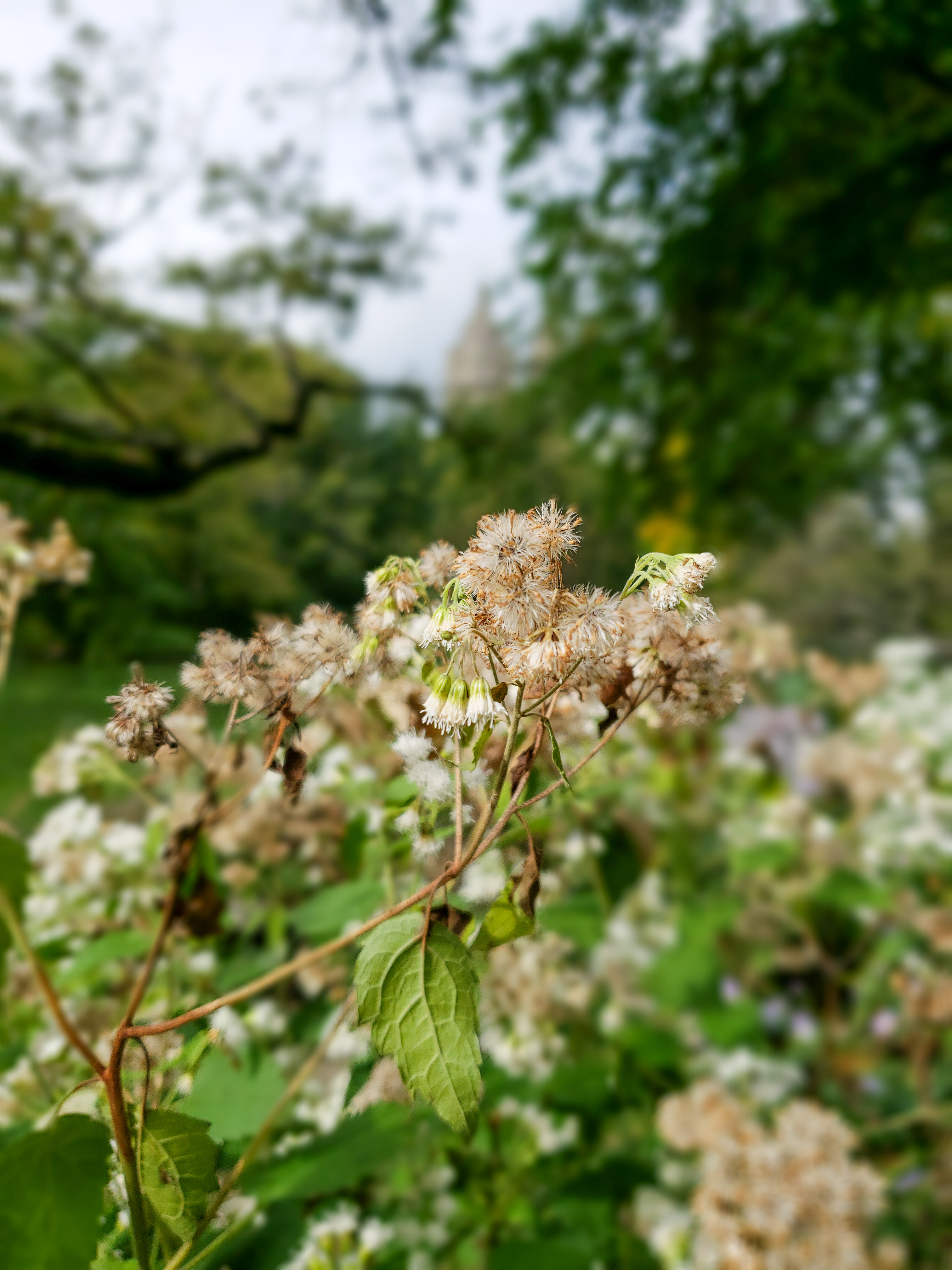Central Park Private Walking Tour