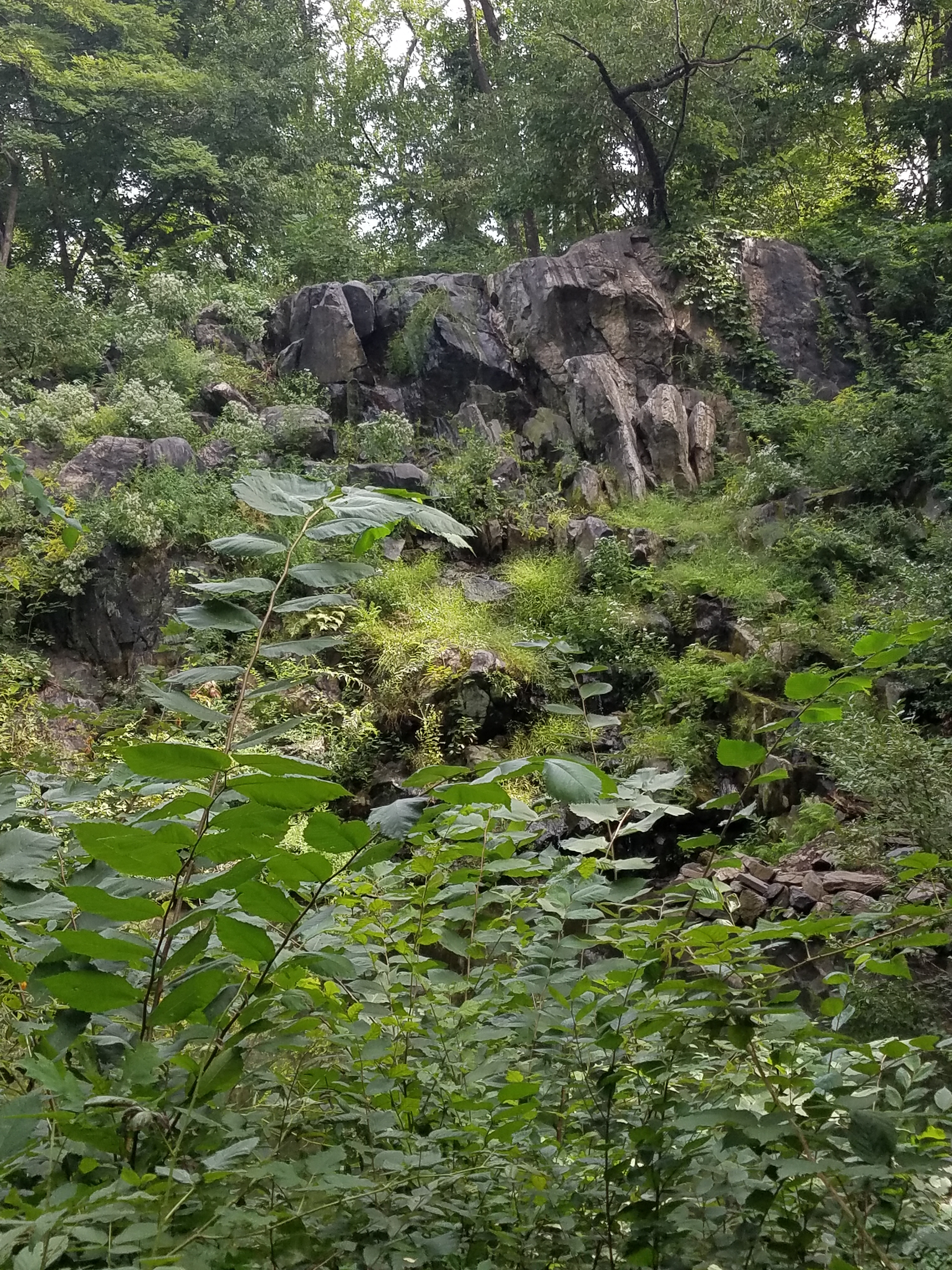 Central Park Private Walking Tour