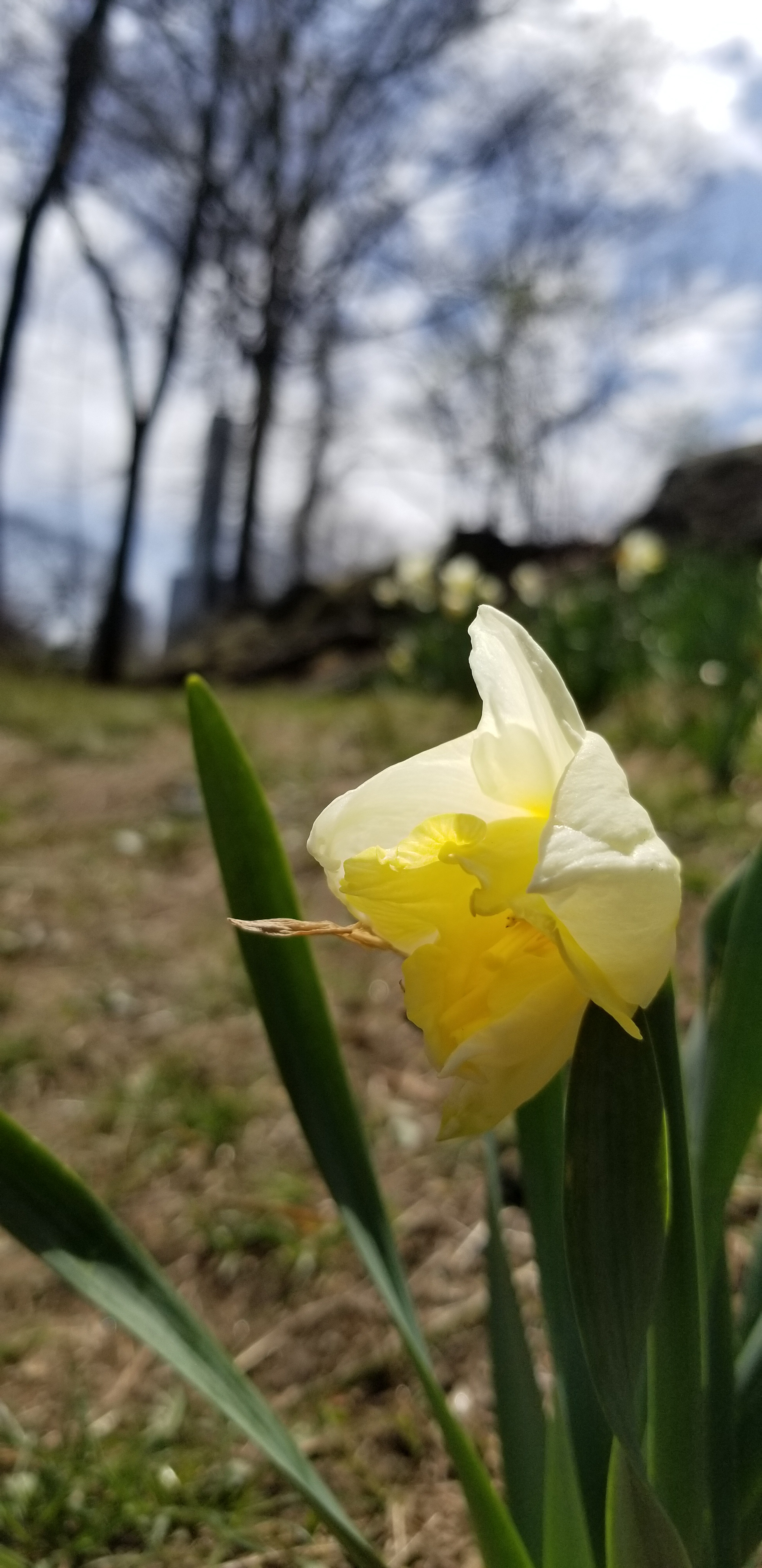 Central Park Private Walking Tour